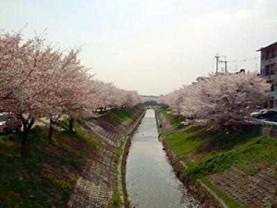 001　桜が満開です(奈良県奈良市)(2002/04/01up)