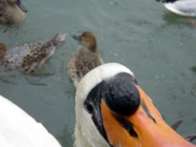 008　昆陽池公園(兵庫県伊丹市)(2002/12/10up)