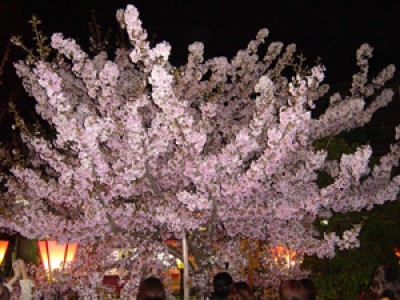 013　桜の通り抜け(大阪造幣局)(2005/04/14up)