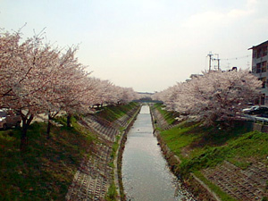 川沿いに桜並木があります