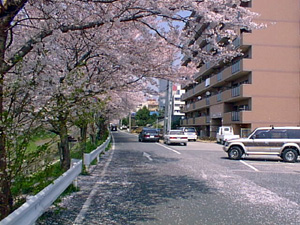 道路にも桜が散っています