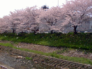 そして、風が吹くと川いっぱいに桜が舞いました