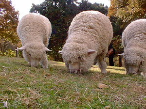 ここには数多くの羊(140頭ぐらい)います。