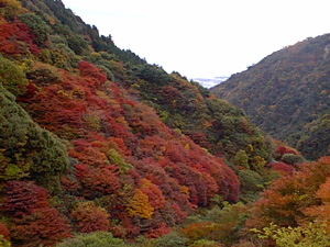 様々な色のコントラストを楽しむことが出来ます。