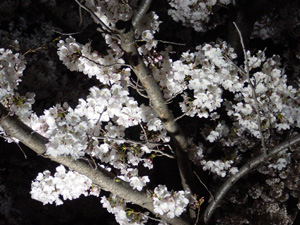 夜桜はどうですか・・・