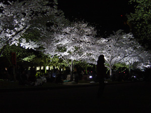みなさん、ブルーシート等をひいて夜桜を楽しんでられました。
